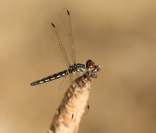 Aethriamanta gracilis